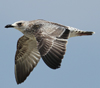 Larus armenicus